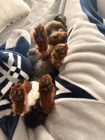 Bella , a female Yorkipoo for sale in Houston, TX – Photo 4 of 8