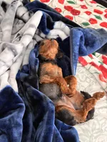 Bella , a female Yorkipoo for sale in Houston, TX – Photo 5 of 8