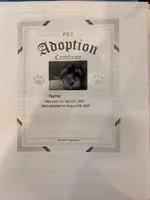 Bella , a female Yorkipoo for sale in Houston, TX – Photo 2 of 8