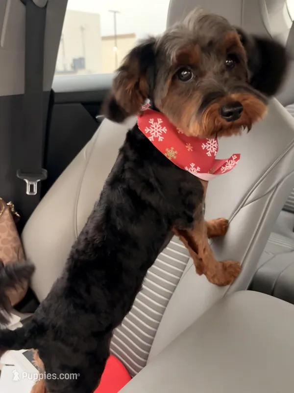 Bella  – Yorkipoo puppy for sale in Houston, TX