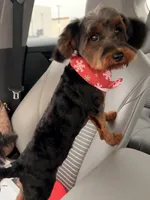 Bella , a female Yorkipoo for sale in Houston, TX – Photo 1 of 8