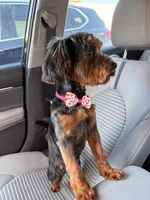 Bella , a female Yorkipoo for sale in Houston, TX – Photo 3 of 8