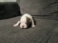 Ginger, a female Boston Terrier for sale in Summerville, SC – 4 of 4