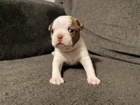Ginger, a female Boston Terrier for sale in Summerville, SC – 2 of 4