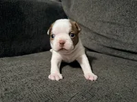 Ginger, a female Boston Terrier for sale in Summerville, SC – 3 of 4