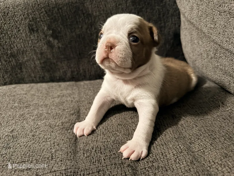 Ginger – Boston Terrier puppy for sale in Summerville, SC