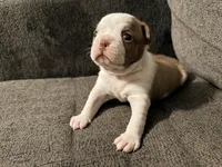 Ginger, a female Boston Terrier for sale in Summerville, SC – 1 of 4