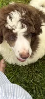 Prince Hoban, a male Poodle - Standard  for sale in Rome, GA – 2 of 2