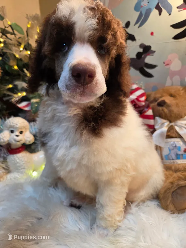 Prince Hoban – Poodle - Standard  puppy for sale in Rome, GA