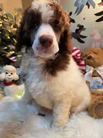 Prince Hoban, a male Poodle - Standard  for sale in Rome, GA – 1 of 2