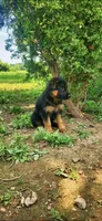 Marko, a male German Shepherd Dog for sale in Spencerport, NY – 3 of 4