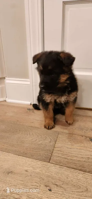 Marko – German Shepherd Dog puppy for sale in Spencerport, NY