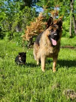 Marko, a male German Shepherd Dog for sale in Spencerport, NY – 4 of 4