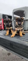 Marko, a male German Shepherd Dog for sale in Spencerport, NY – 2 of 4