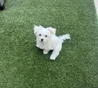 processed/1b211e9b-a846-46af-80b6-1786b6bf7a36/listing/dc0434be-da7a-4382-9ae0-b928b7bc854b/42651e58-3121-4ec4-ada8-32ce4207a86e