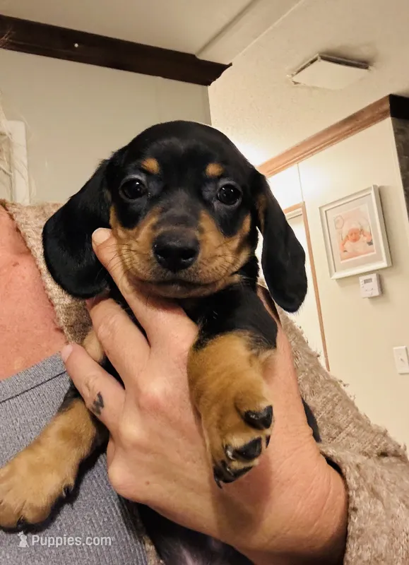 Otis  – Miniature Dachshund puppy for sale in Ocala, FL