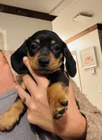Otis , a male Miniature Dachshund for sale in Ocala, FL – 1 of 4
