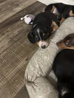 Scout, a male Miniature Dachshund for sale in Ocala, FL – 4 of 6