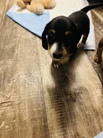 Remy, a male Miniature Dachshund for sale in Ocala, FL – 2 of 5
