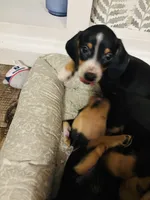 Scout, a male Miniature Dachshund for sale in Ocala, FL – 2 of 6