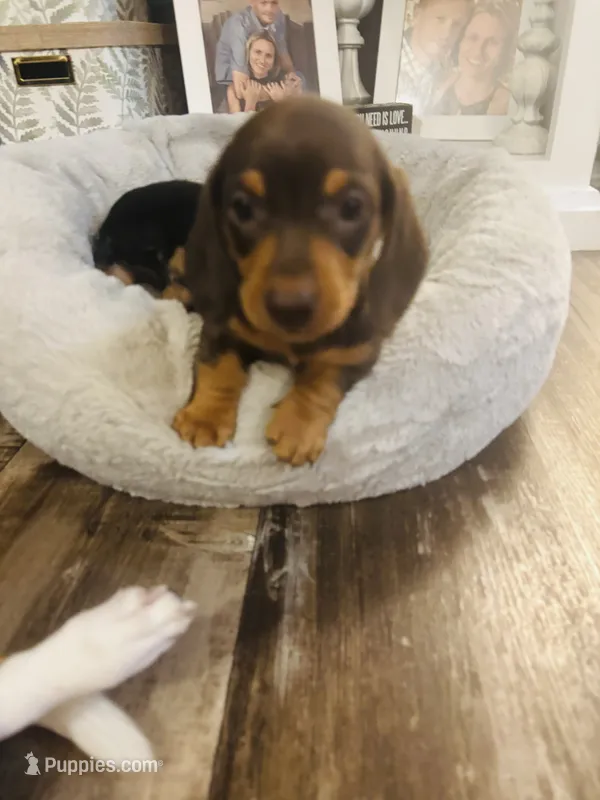 Reese – Miniature Dachshund puppy for sale in Ocala, FL
