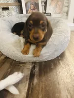 Reese, a female Miniature Dachshund for sale in Ocala, FL – 1 of 2