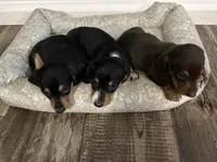 Otis , a male Miniature Dachshund for sale in Ocala, FL – 4 of 4