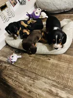 Scout, a male Miniature Dachshund for sale in Ocala, FL – 6 of 6