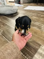 Remy, a male Miniature Dachshund for sale in Ocala, FL – 5 of 5