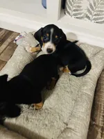 Scout, a male Miniature Dachshund for sale in Ocala, FL – 3 of 6