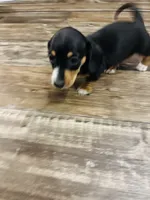 Remy, a male Miniature Dachshund for sale in Ocala, FL – 3 of 5