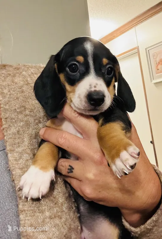 Scout – Miniature Dachshund puppy for sale in Ocala, FL