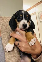 Scout, a male Miniature Dachshund for sale in Ocala, FL – 1 of 6
