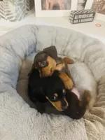 Otis , a male Miniature Dachshund for sale in Ocala, FL – 3 of 4
