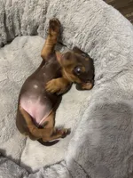 Reese, a female Miniature Dachshund for sale in Ocala, FL – 2 of 2