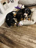 Scout, a male Miniature Dachshund for sale in Ocala, FL – 5 of 6