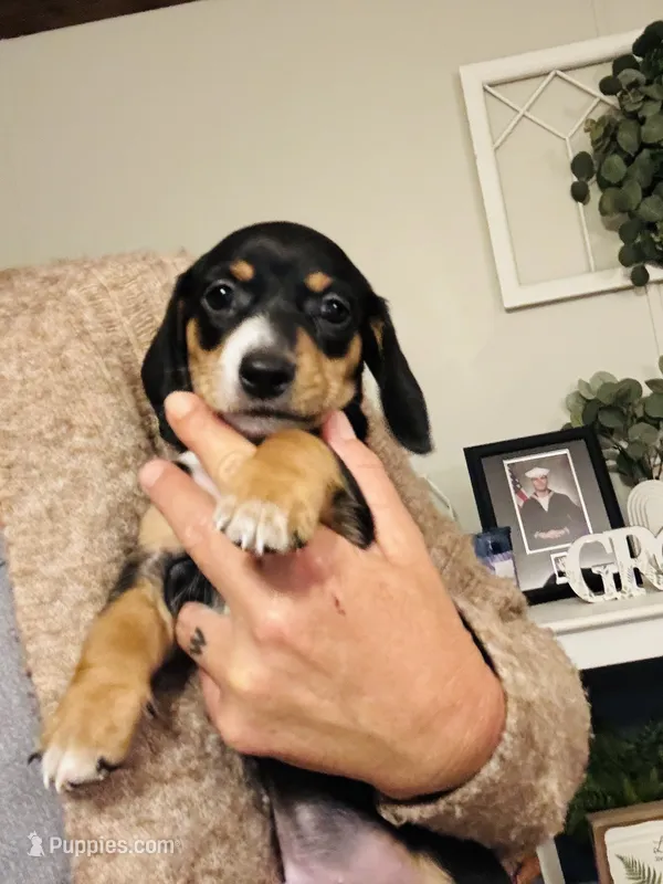 Remy – Miniature Dachshund puppy for sale in Ocala, FL