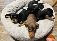 Otis , a male Miniature Dachshund for sale in Ocala, FL – 2 of 4