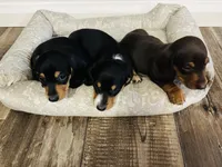Remy, a male Miniature Dachshund for sale in Ocala, FL – 4 of 5