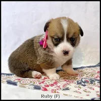 Ruby, a female Pembroke Welsh Corgi for sale in Mansfield, MO – Photo 3 of 5
