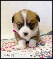 Ruby, a female Pembroke Welsh Corgi for sale in Mansfield, MO – Photo 2 of 5