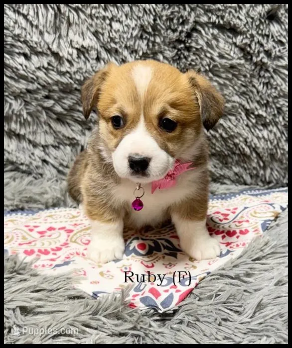 Ruby – Pembroke Welsh Corgi puppy for sale in Mansfield, MO