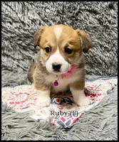 Ruby, a female Pembroke Welsh Corgi for sale in Mansfield, MO – Photo 1 of 5