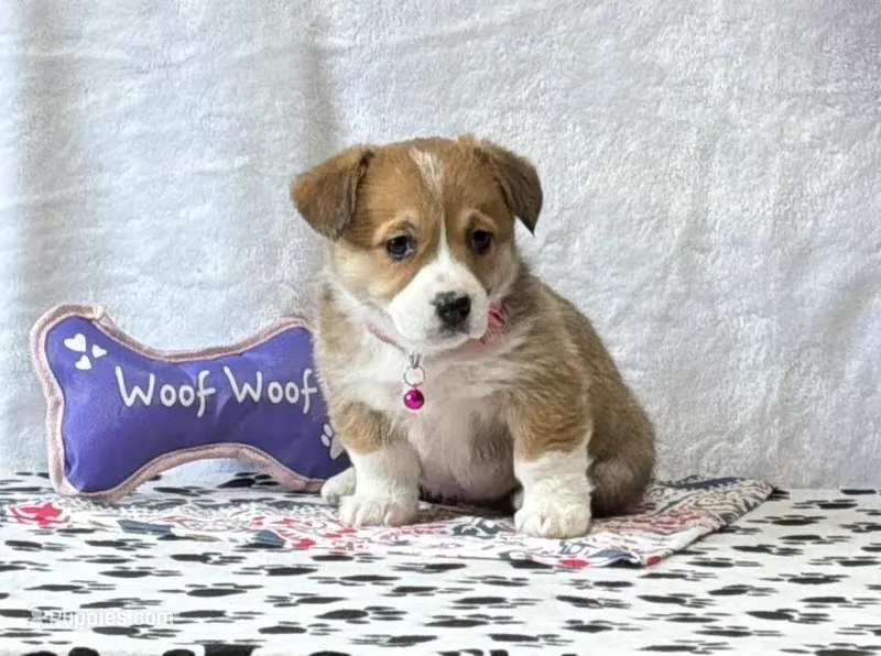 Ruby – Pembroke Welsh Corgi puppy for sale in Mansfield, MO