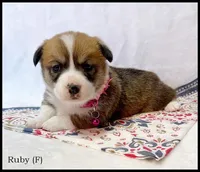 Ruby, a female Pembroke Welsh Corgi for sale in Mansfield, MO – Photo 4 of 5