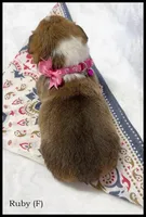 Ruby, a female Pembroke Welsh Corgi for sale in Mansfield, MO – Photo 5 of 5