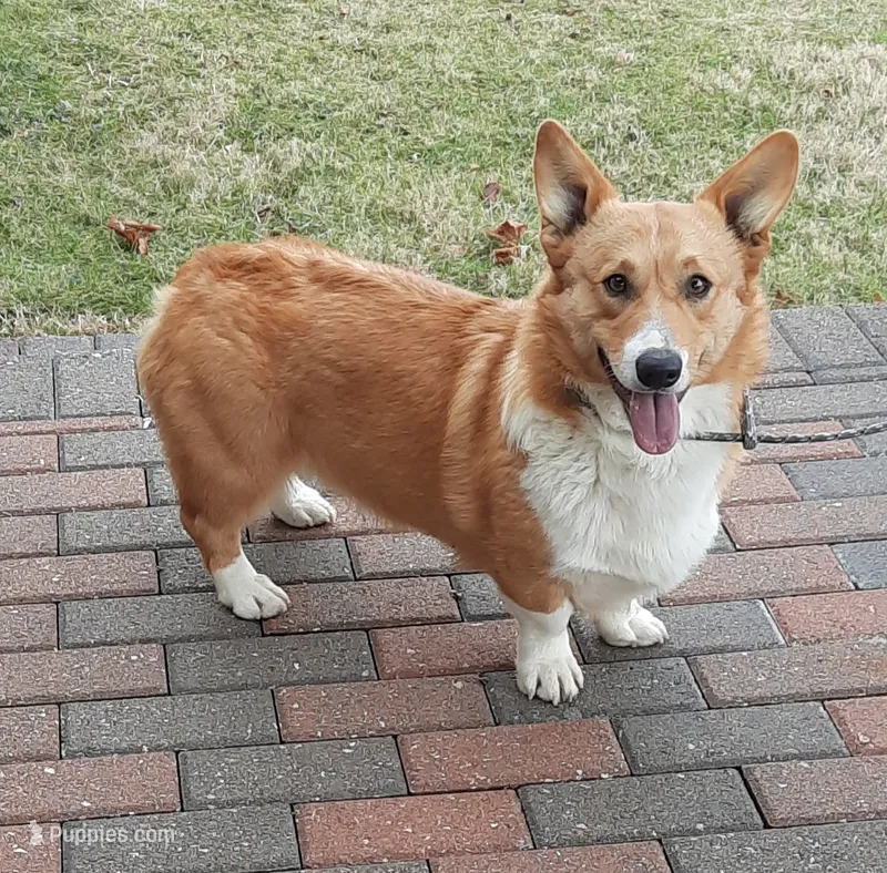Bandit – Pembroke Welsh Corgi puppy for sale in Mansfield, MO