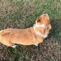 Bandit, a male Pembroke Welsh Corgi for sale in Mansfield, MO – Photo 8 of 8