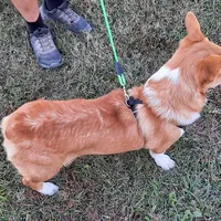 Bandit, a male Pembroke Welsh Corgi for sale in Mansfield, MO – Photo 2 of 8