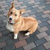 Bandit, a male Pembroke Welsh Corgi for sale in Mansfield, MO – Photo 6 of 8